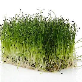 Микрозелень лука XXL